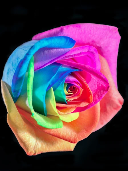 Multicolor rose — Stock Photo, Image