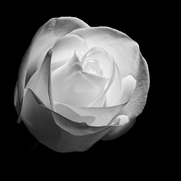 White rose — Stock Photo, Image