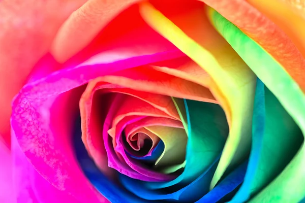 Rose multicolore Image En Vente