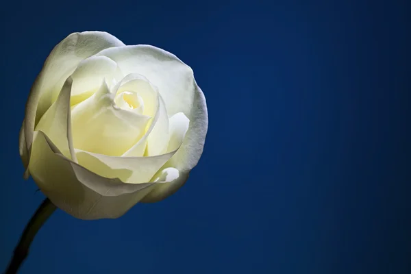 White rose — Stock Photo, Image