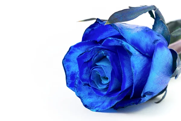 Rosa azul — Fotografia de Stock