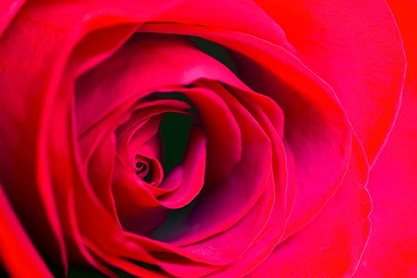 Red rose — Stock Photo, Image