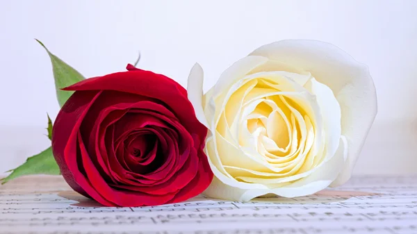 Red and white roses — Stock Photo, Image