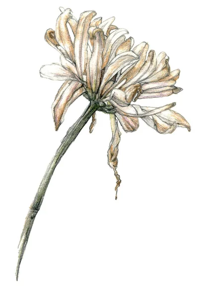 Ceruza Vázlat Illusztráció Gerbera Kézzel Rajzolt Halvány Színekben Elszigetelt Fehér — Stock Fotó