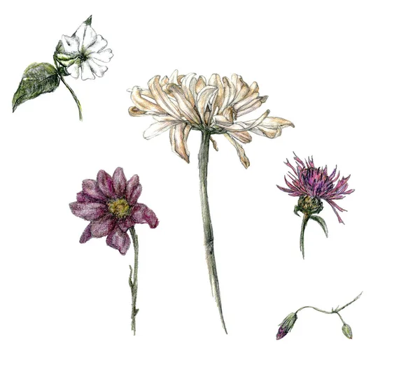Penna Skiss Illustration Uppsättning Olika Blommor Handritade Bleka Färger Isolerade — Stockfoto