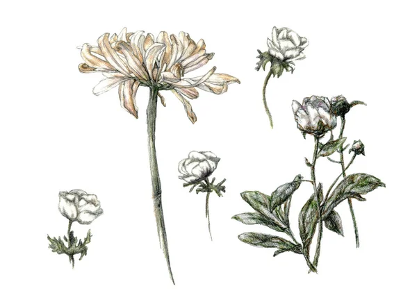 Ceruza Vázlat Illusztráció Készlet Különböző Virágok Kézzel Rajzolt Halvány Színekben — Stock Fotó