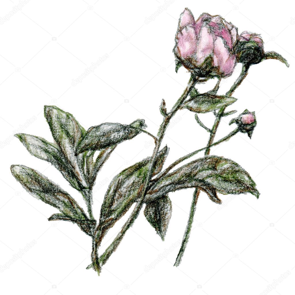Pencil sketch, illustration of peony, hand-drawn in pale colors, isolated on a white background.