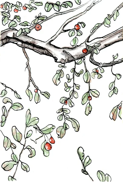 Yapraklı Dalların Kırmızı Böğürtlenlerin Zarif Bir Suluboya Kompozisyonu Beyaz Arka — Stok fotoğraf