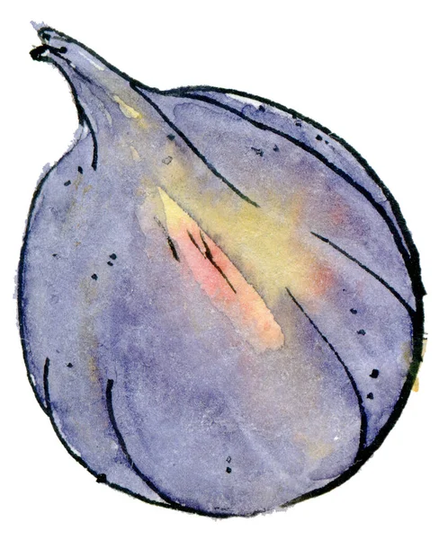 Ilustração Aquarela Figos Violeta Estilo Esboço Desenhado Mão Isolado Sobre — Fotografia de Stock