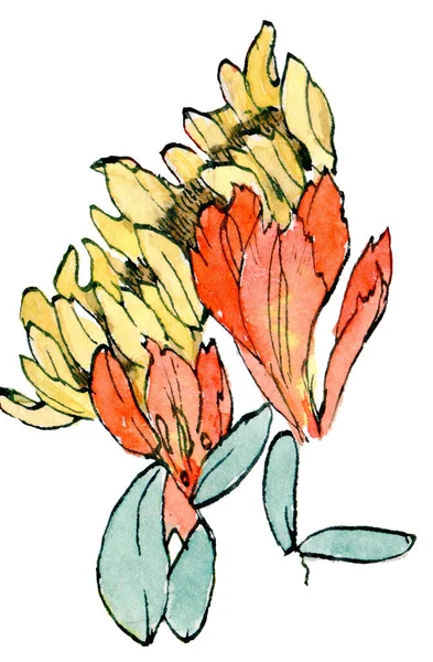 배경에 손으로 해바라기와 연꽃을 스케치 — 스톡 사진