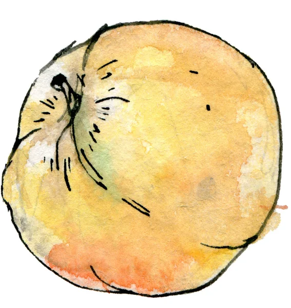 Akvarel Ilustrace Jablka Náčrtu Stylu Kreslené Ručně Izolované Bílém Pozadí — Stock fotografie