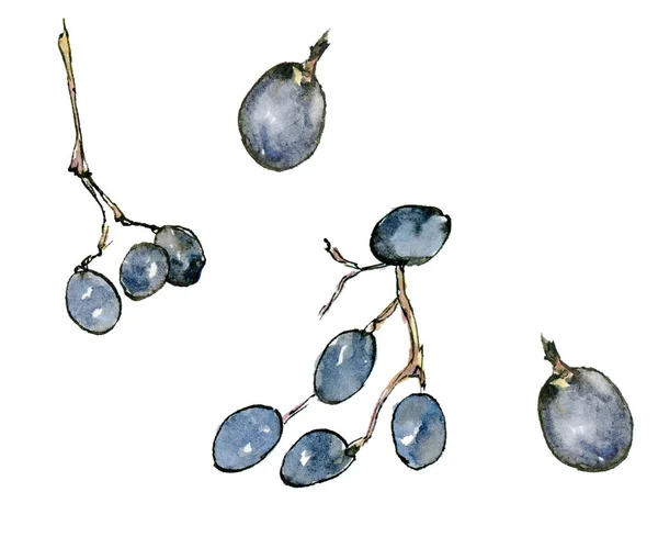 素描风格的紫罗兰葡萄水彩画 用白色背景手绘 — 图库照片