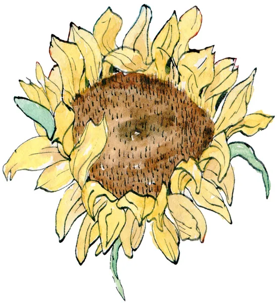 Akvarel Náčrt Ilustrace Slunečnice Nakreslené Ručně Izolované Bílém Pozadí — Stock fotografie