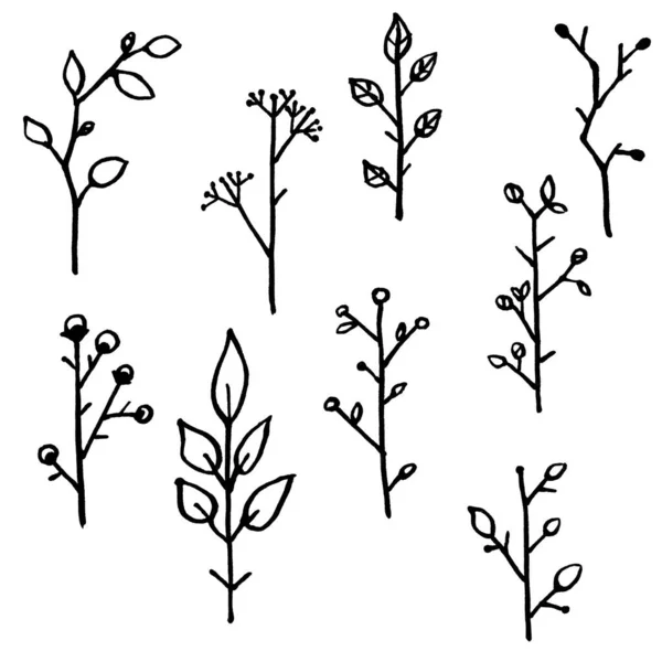 Illustration Dessinée Main Ensemble Diverses Branches Noires Plantes Différentes Rondes — Photo