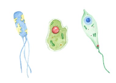 Elle çizilmiş suluboya çeşitli renklerde bakteriler. Soyut mikrobiyoloji seti beyaz arka planda izole edildi. Tıbbi ve bilimsel tasarım için mikroskobik hücre hastalığı, bakteri ve mikroorganizma çizimi.