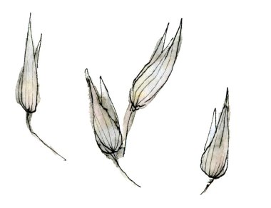 Hassas pastel rengin suluboya çizimi, beyaz arka planda izole edilmiş bej rengi tahıl. Kart tasarımı, davetiyeler, kapaklar ve kumaşlar.