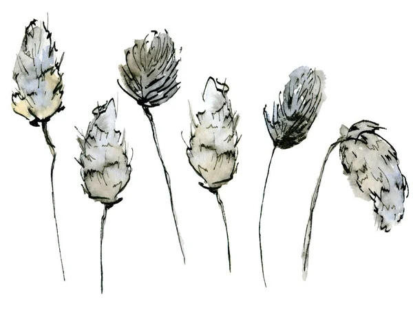 Акварельная иллюстрация тонких пастельных пушистых ветвей в стиле эскиза. Элегантный сушеный цветок на белом фоне. — стоковое фото