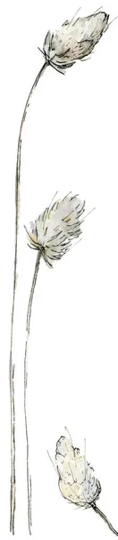 Aquarel illustratie van delicate pastel pluizige takken in de schets stijl. Elegante gedroogde bloem geïsoleerd op een witte achtergrond. — Stockfoto