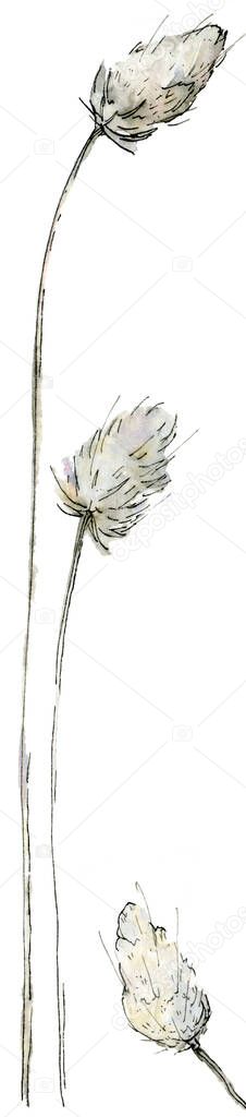 Watercolor illustration of delicate pastel fluffy branches in the sketch style. Elegant dried flower isolated on a white background.