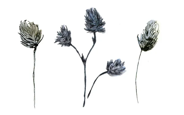 Акварельная иллюстрация тонких пастельных пушистых ветвей в стиле эскиза. Элегантный сушеный цветок на белом фоне. — стоковое фото