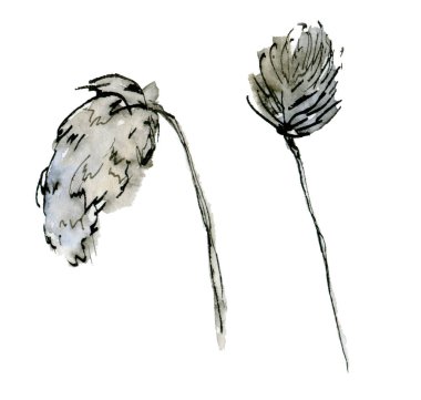 Resimdeki suluboya çizim tarzında yumuşacık, yumuşak tek bir dal. Beyaz arka planda izole edilmiş zarif kurumuş çiçek..