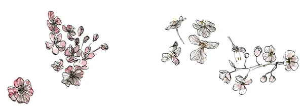 Akvarell Tinta Illusztrációja Virág Kínai Festészet Stílusban Tavaszi Virágok Vázlatos — Stock Fotó