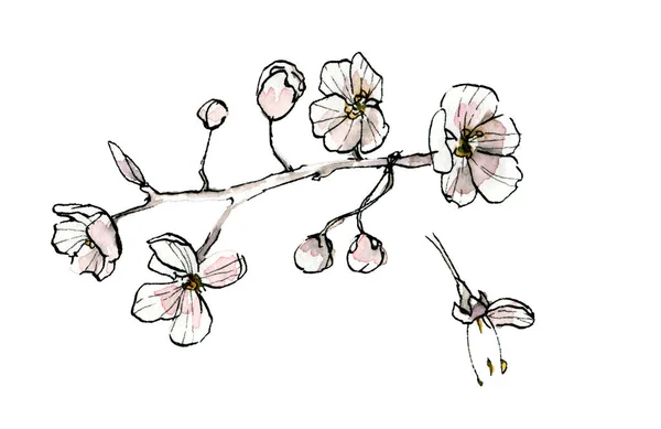 Akvarel Inkoust Ilustrace Větve Květu Čínském Malířském Stylu Jarní Květiny — Stock fotografie