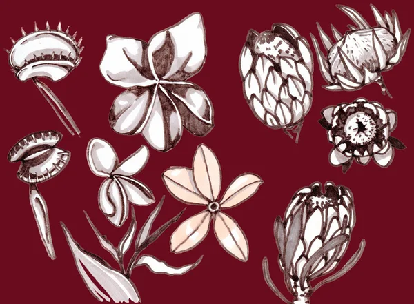 Tropical flowers monohrome sketch collection. Hand drawn illustrations set of exotic flowering plants isolated on dark red background. — Stock Photo, Image