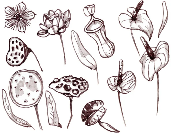 Fleurs tropicales collection de croquis monohrome. Illustrations vectorielles de plantes exotiques à fleurs - otus, calla, venus flycatcher, nepenthe. — Image vectorielle