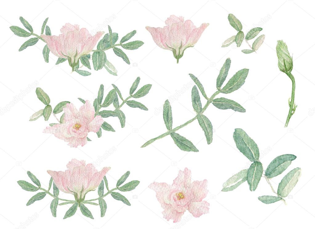 Watercolor illustration set of elements and corners, pastel pink flowers, green leaves drawn by hand on a white background. Flower composition for wedding, birthday cards, decoration.