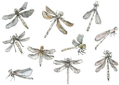 Suskun bir renge sahip suluboya resimli yusufçuk seti, beyaz arka planda siyah-beyaz bir çizim. Mürekkep kenarlı elle çizilmiş zarif girdiler. Davetiyeler, kartlar, posterler, logo, tekstil, diğer tasarımlar için.