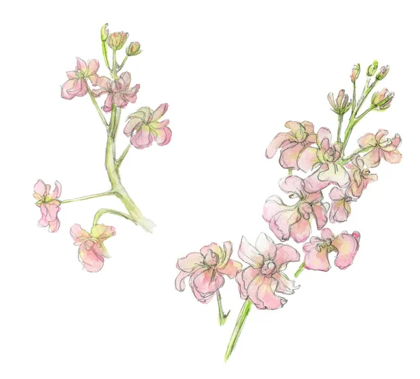 Watercolor Pastel Pink Mattiola Flowers Drawn Hand White Background Delicate — Foto Stock