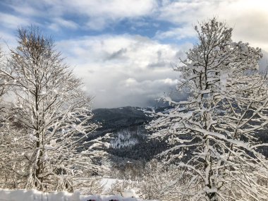 Ukrayna, Bukovel. Karpat Dağları, karlar yolları, tepeleri ve ağaçları kapladı.