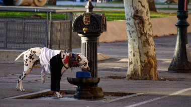 İspanya, Barselona. Şehir merkezinde hayvanlar için içme suyu için özel bir yer.