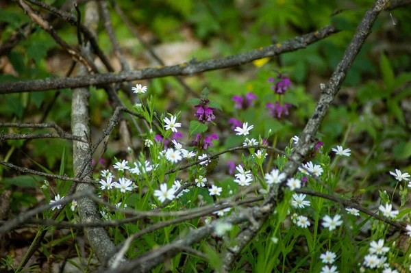 The wild flowers in the forest grow among the branches, dry leaves and freshly grown grass. The colors white, purple and green give life to nature