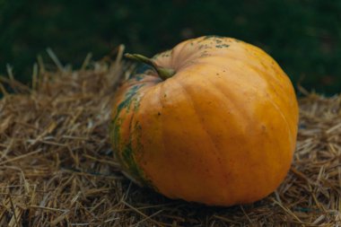 Mevsimlik ve şenlikli bir çekim, Cadılar Bayramı, Şükran Günü ve sonbahar dekorasyonu için mükemmel. Kuru kamışla çevrili büyük bir balkabağı. Fotoğraf arkaplanı ve fotoğraf kabini. Sonbahar havası.