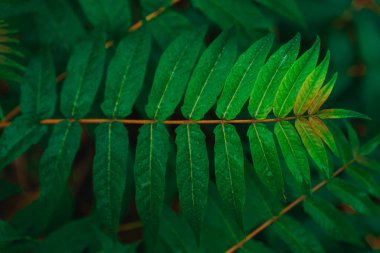 A horizontal photo with the leaf centered. The dark green background is softly blurred, highlighting the main subject with brightness and clarity. The light falling on the leaf highlights the droplets