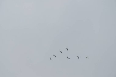 An aerial landscape with contrasting bird silhouettes against a dark, muted gray sky. The lack of detail (ground, horizon) emphasizes movement and atmosphere.