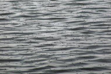 A close-up of a water surface as raindrops fall, creating a chaotic, repeating pattern of fine ripples and concentric circles. The smooth waves and small splashes from the drops create a rich texture.