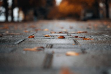 A close-up of wet paving slabs with contrasting texture. Bright orange and brown autumn leaves lie on the damp, glossy surface, evoking the feeling of a quiet, rainy autumn day.