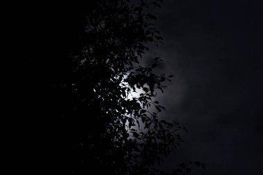 A dramatic night shot. A full or nearly full moon shines through the dense, dark silhouette of the tree's foliage and branches, creating a striking contrast between light and dark.