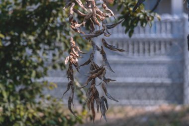 Geleneksel bir bira ya da doğal hazırlanmış bir aperatif. Kıvrılmış bir halat ya da iple asılmış kurutulmuş balıkların yakın çekimi. Kavram: Balıkçılık, yaz tatili.