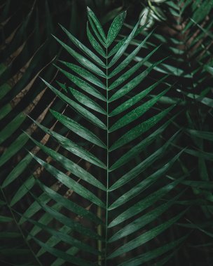 Tropikal bir palmiye ya da sikadın geniş, derin parçalara ayrılmış yeşil yaprağının (frond) yakın çekimi. Segmentler tüy ya da su tesisatı deseni oluşturuyor. Doğal ışık yaprakların arasından süzülür..