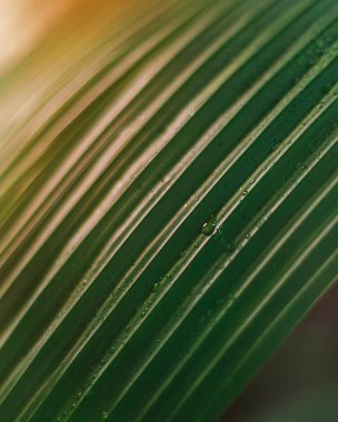 Pürüzsüz yeşil bir yaprağın yüzeyinin soyut bir yakın çekimi. Balmumu dokusu ve ince, hassas damarlar görülebilir. Saf yeşille dolu. Konsept: sağlık, spa, doğal malzemeler, uyum.