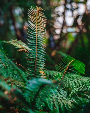 Gür, taze, doğal bir zemin. Temizlik, sağlık ve yağmurdan sonra nemli tropikal bir ortam. Kavram: ekoloji, tazelik, saflık, sağlık, botanik, nem.