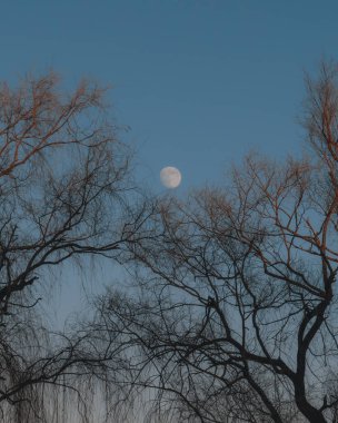 Açık bir alacakaranlık gökyüzünde dolunay, çıplak ağaç dallarının ince dantelinden görülebilir, sakin ve gizemli bir kış akşamının atmosferini yakalar..