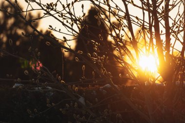 Kabarık tomurcuklu bir çalılığın dalları batan güneşin parlak ışığıyla aydınlatılır. Sıcak turuncu tonlar bir umut atmosferi yaratır ve baharın gelmesi an meselesidir..