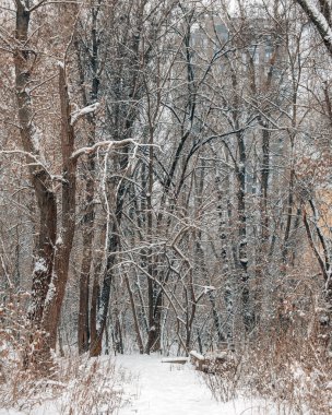 Dnipro 'da karla kaplı ağaç dallarının arasından modern bir gökdelen binasının manzarası. Bulutlu bir günde vahşi kış manzarasıyla şehir mimarisi arasındaki zıtlık.