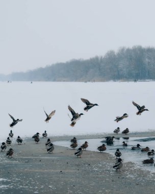 Bir vahşi ördek sürüsü kışın sisli olan karla kaplı bir sahil ve ormanın zeminine karşı buzun kenarından ve açık sulardan uçar. Bu dinamik, haber tarzı çekim soğuk bir günde doğanın katıksız güzelliğini yakalar..
