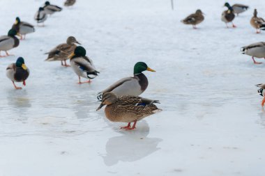 Gölün eriyen buzunda bir ördek sürüsünün yakın çekim görüntüsü. Kuşların tüylerinin çeşitliliği, soğuk bir kış günü şehir parkında detaylı bir şekilde yakalanır..
